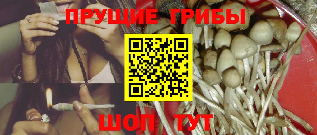 Псилоцибиновые грибы Psilocybe Кировск